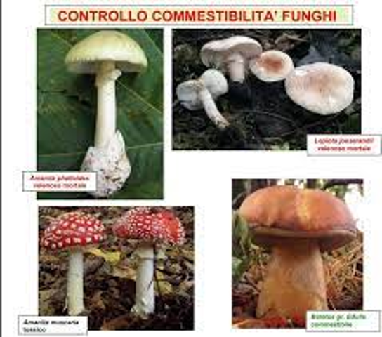 Controllo commestibilità funghi